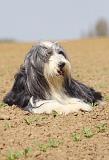 BEARDED COLLIE 276